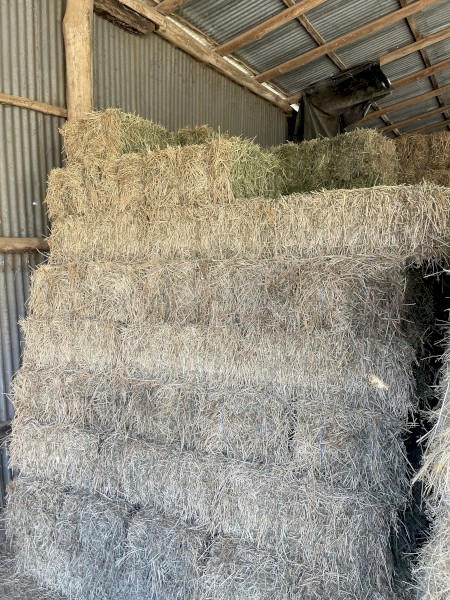 Lucerne Hay Small Squares