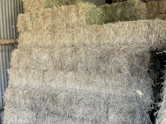 Lucerne Hay Small Squares