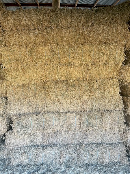 Teff hay small squares