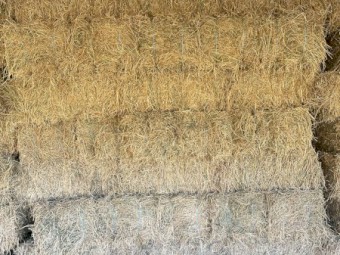 Teff hay small squares