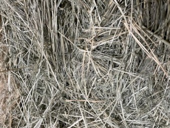 Teff hay small squares