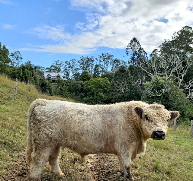 Registered Miniature Galloway Bull