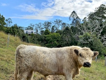 Registered Miniature Galloway Bull