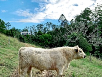 Registered Miniature Galloway Bull