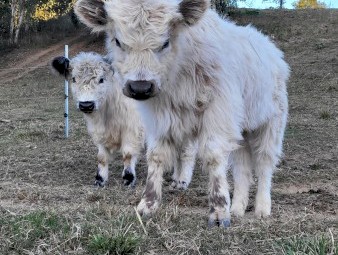 Registered Miniature Galloway Bull