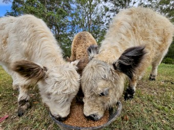 Registered Miniature Galloway Bull