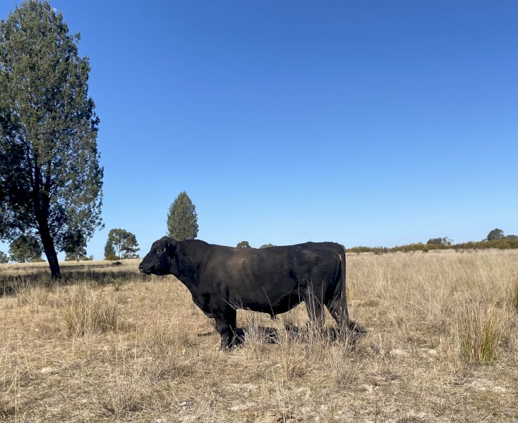 Angus Bull For sale - 4yo