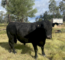 Angus Bull For sale - 4yo