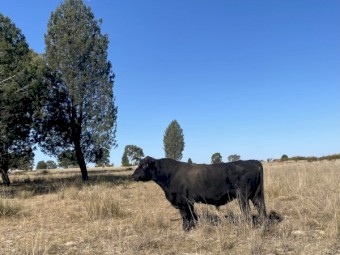 Angus Bull For sale - 4yo