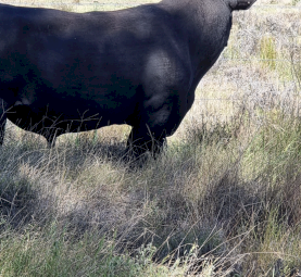 Angus Bull For sale - 4yo