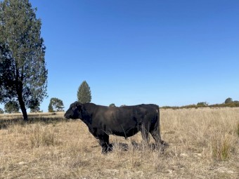 Angus Bull For sale - 4yo
