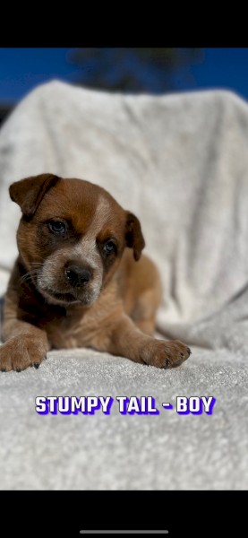 Cattle dog puppies 