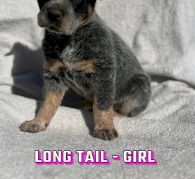 Cattle dog puppies 