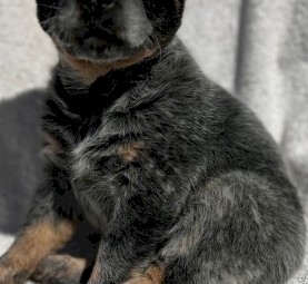 Cattle dog puppies 