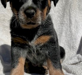 Cattle dog puppies 