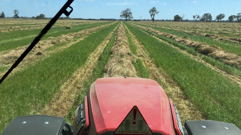 Clover Ryegrass Hay