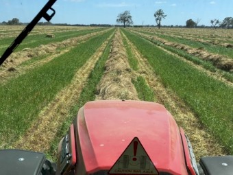 Clover Ryegrass Hay