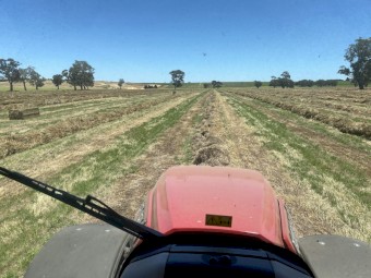 Clover Ryegrass Hay