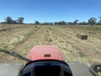 Clover Ryegrass Hay