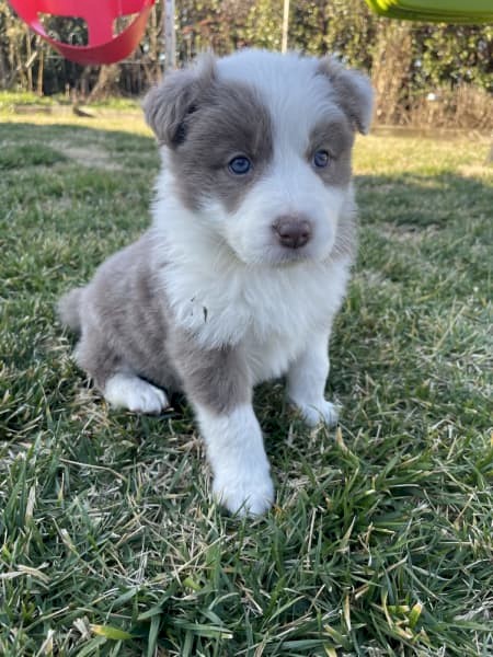 Beautiful Border Collies available 