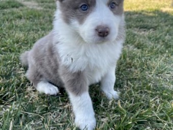 Beautiful Border Collies available 