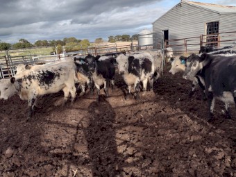 Speckle Park X Angus Hereford Heifers   March  2022. Drop.