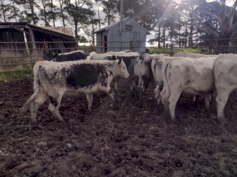 Speckle Park X Angus Hereford Heifers   March  2022. Drop.