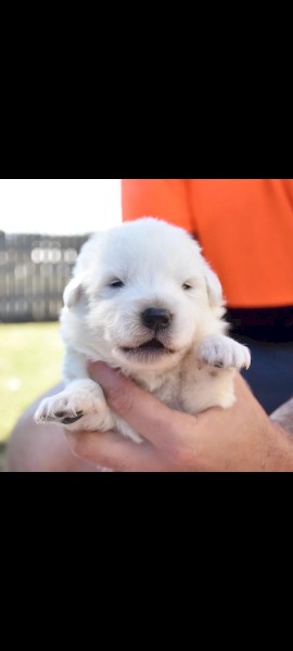 Beautiful healthy Maremma puppies 