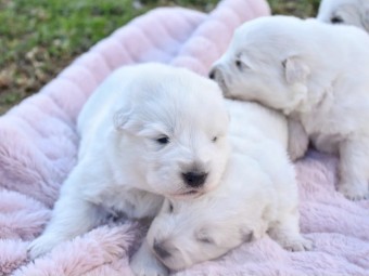 Beautiful healthy Maremma puppies 