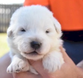 Beautiful healthy Maremma puppies 