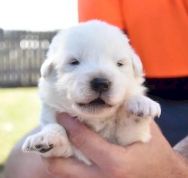 Beautiful healthy Maremma puppies 