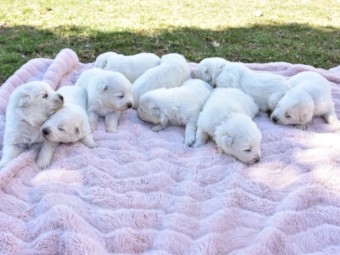 Beautiful healthy Maremma puppies 