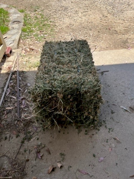 Lucerne Hay Small Squares