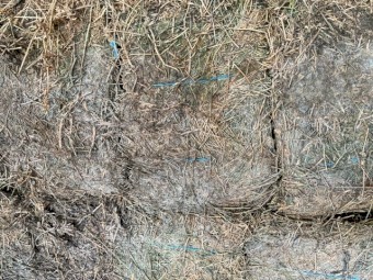 Lucerne Hay Small Squares