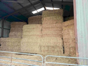 Phalaris/Rye/Clover Hay 8x4x3 Bales