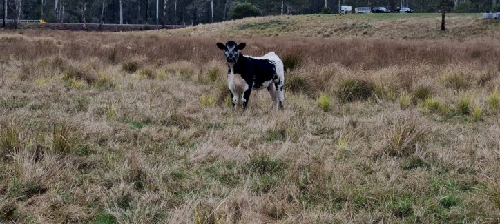 Speckle Park and Angus cattle