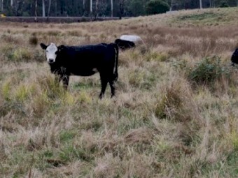 Speckle Park and Angus cattle