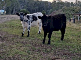 Speckle Park and Angus cattle