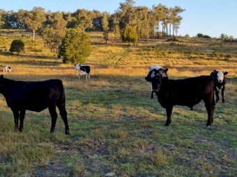 Speckle Park and Angus cattle
