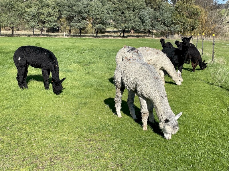 Alpaca wethers for herd guards