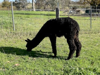 Alpaca wethers for herd guards