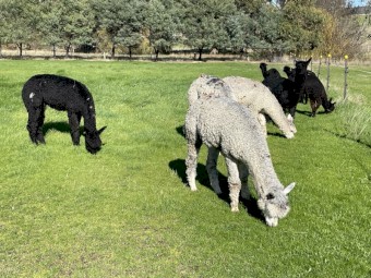 Alpaca wethers for herd guards