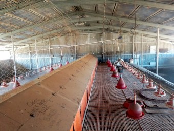 Big Dutchman Colony 2+ Nesting System