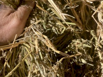 Barley & Vetch Hay 2022