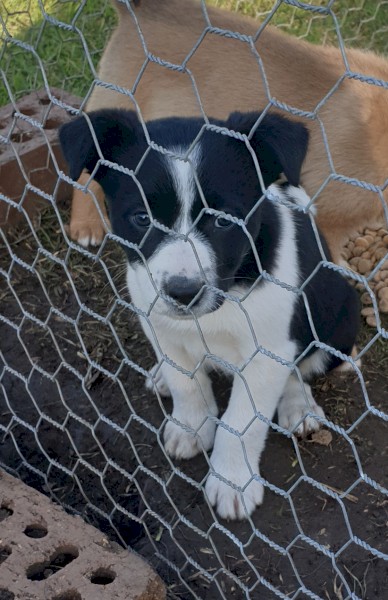 Border collie x kelpie puppies,ready to go to new homes