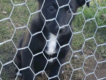 Border collie x kelpie puppies,ready to go to new homes