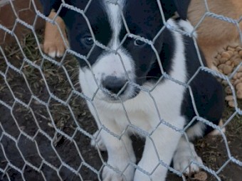 Border collie x kelpie puppies,ready to go to new homes
