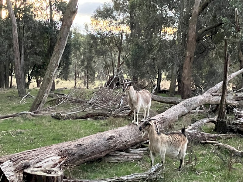 Rangeland goats for sale 