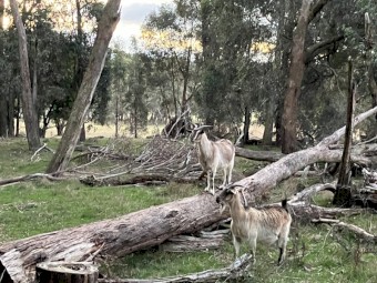Rangeland goats for sale 
