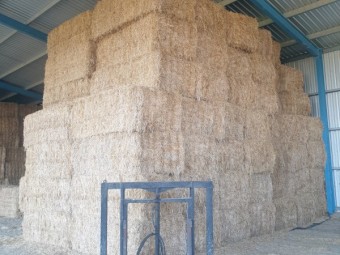 Medic hay stored in shed